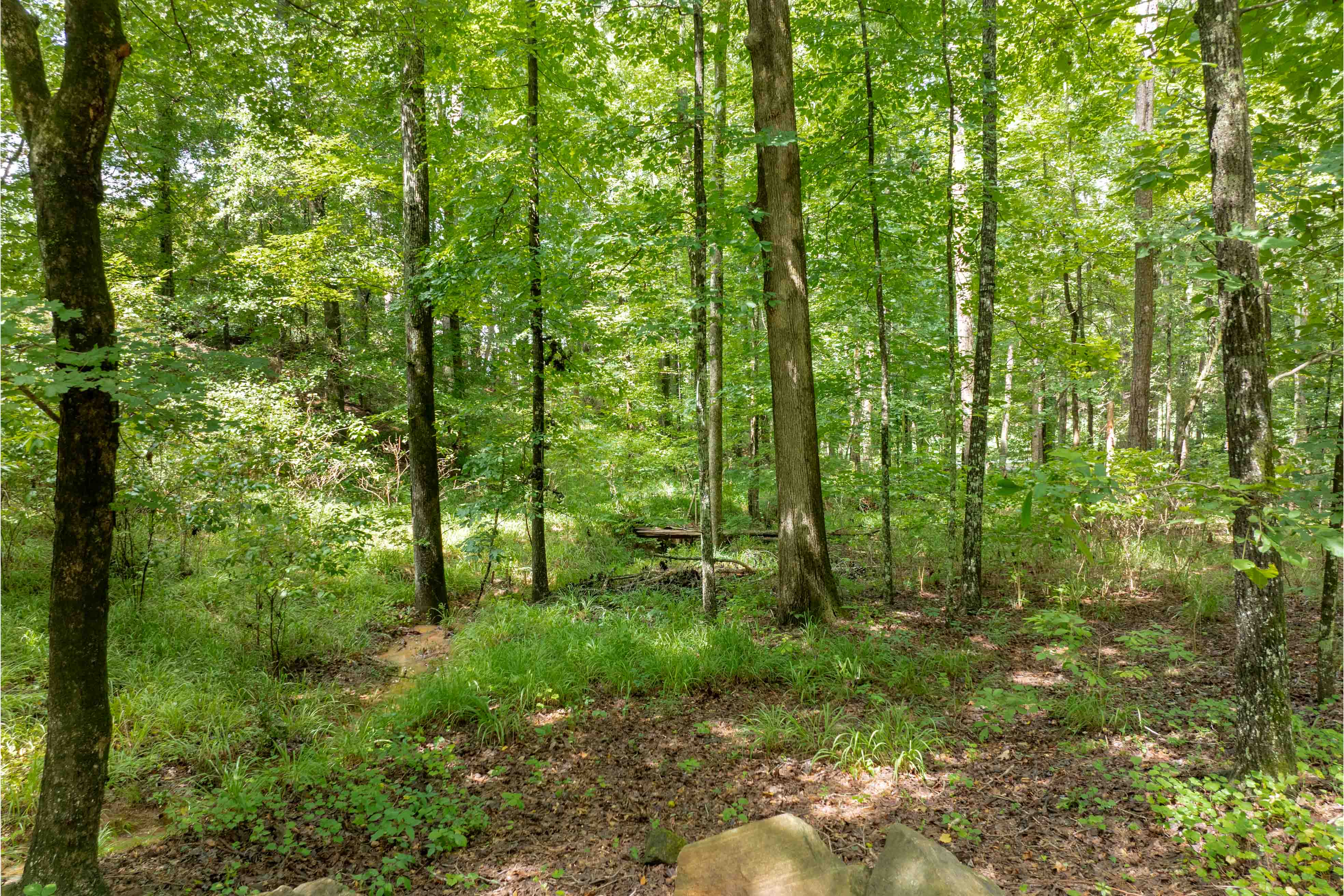 1161 Shoulder Bone Circle image 5